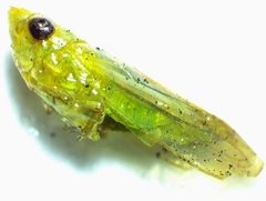Neocoelidia tuberculata