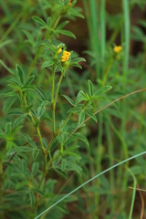 Stylosanthes fruticosa