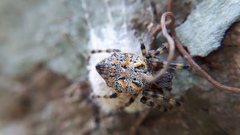 Alpaida alticeps