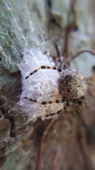 Alpaida alticeps