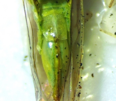 Neocoelidia tuberculata