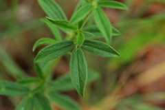 Stylosanthes fruticosa