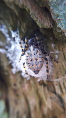 Alpaida alticeps