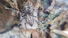 Alpaida alticeps