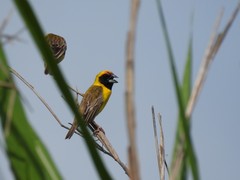 Pachyphantes superciliosus