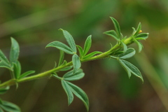 Stylosanthes fruticosa