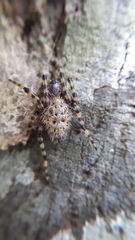 Alpaida alticeps