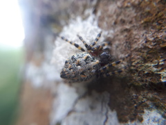 Alpaida alticeps