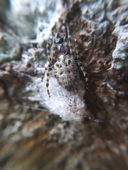 Alpaida alticeps