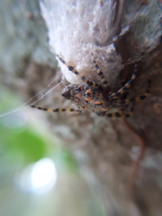 Alpaida alticeps