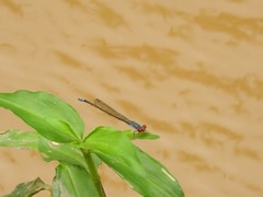 Pseudagrion sublacteum