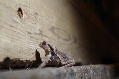 Bufo praetextatus