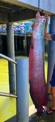 Arapaima