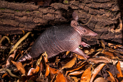 Dasypus novemcinctus