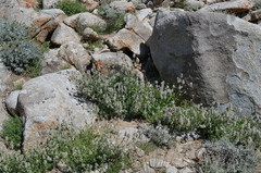 Nepeta podostachys