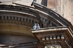 Columba livia