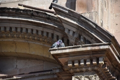 Columba livia