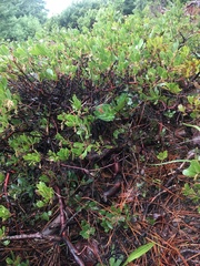 Arctostaphylos × media