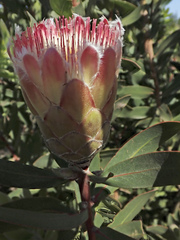 Protea lacticolor