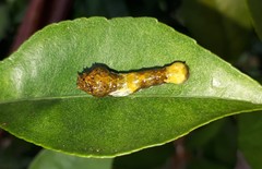 Heraclides thoas brasiliensis