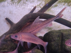 Hemibarbus maculatus