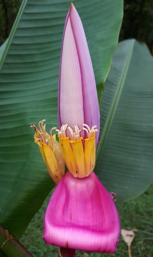 Flowering Banana