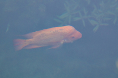 Amphilophus citrinellus