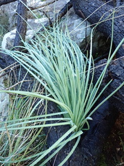 Asphodeline