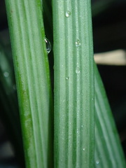 Asphodeline