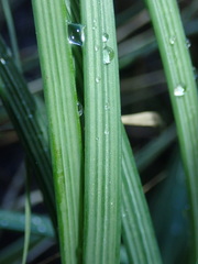 Asphodeline