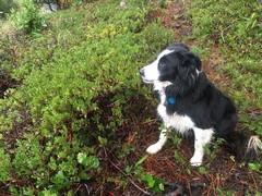 Arctostaphylos × media