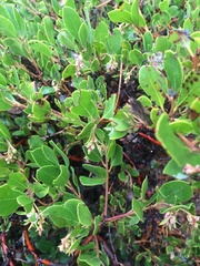 Arctostaphylos × media
