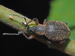 Dodecastichus geniculatus