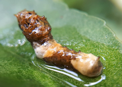 Heraclides thoas brasiliensis