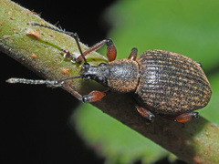 Dodecastichus geniculatus