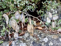 Lunaria annua pachyrrhiza