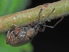 Dodecastichus geniculatus