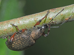 Dodecastichus geniculatus