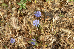 Cichorium pumilum