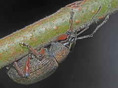 Dodecastichus geniculatus