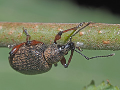Dodecastichus geniculatus