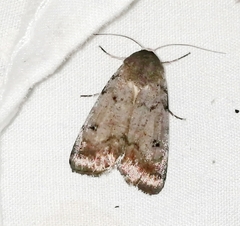 Euagrotis
