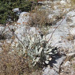 Eriogonum callistum