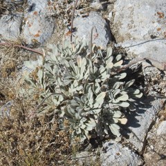 Eriogonum callistum