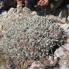 Eriogonum callistum
