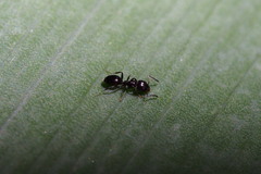 Ochetellus glaber