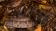Chocoan Toadheaded Pitviper photo 2