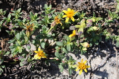 Pectis multiflosculosa