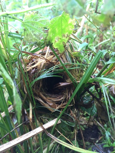 Eurasian Harvest Mouse
