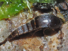 Sepedophilus testaceus